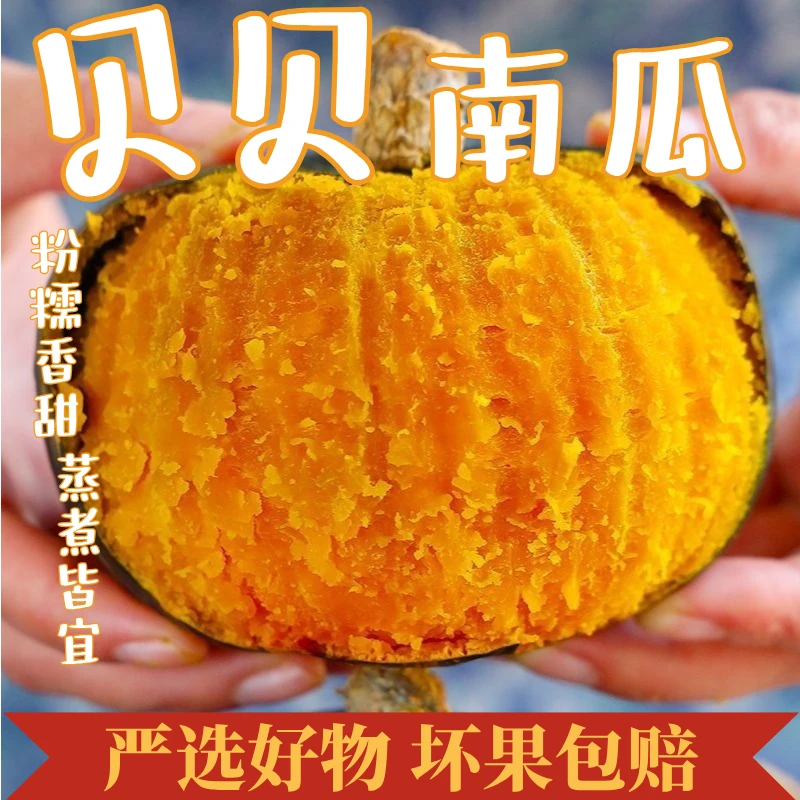 小耘乡正宗贝贝南瓜新鲜现摘粉糯香甜板栗味可作宝宝辅食