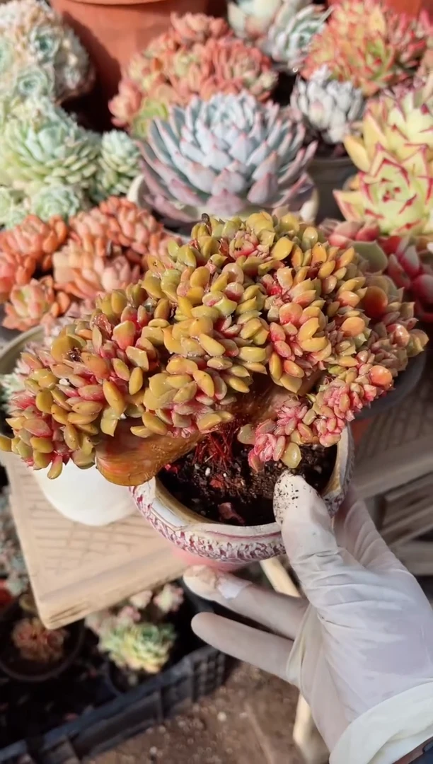 【闪购商品】26159