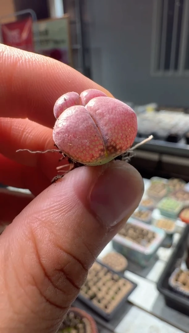 又***開23-337多肉植物肉锥一颗