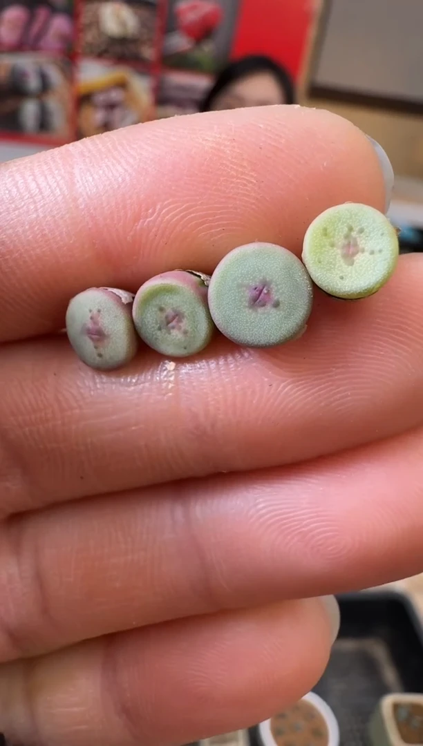 【闪购商品】29-28一颗