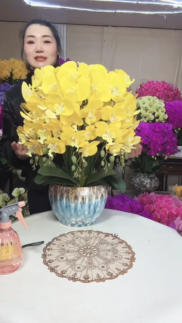 黄金万两蝴蝶兰   000