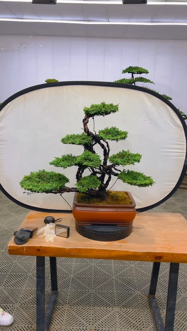 无花朵济州真柏盆景....