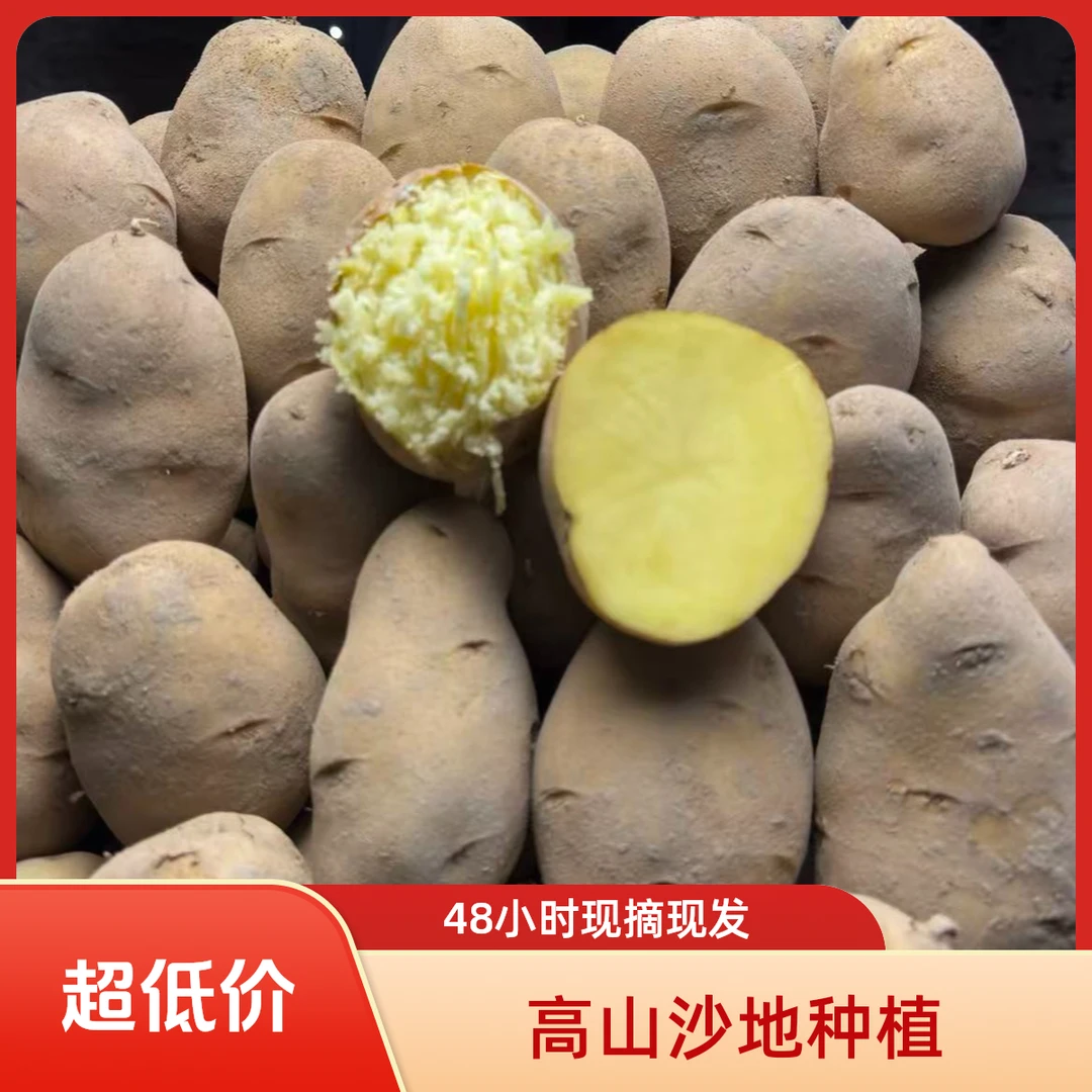 贵州高山沙地老品种黄皮黄心土豆洋芋马铃薯农户自种