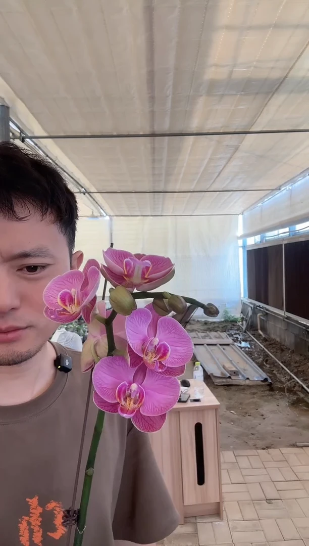 完全开放富士粉色