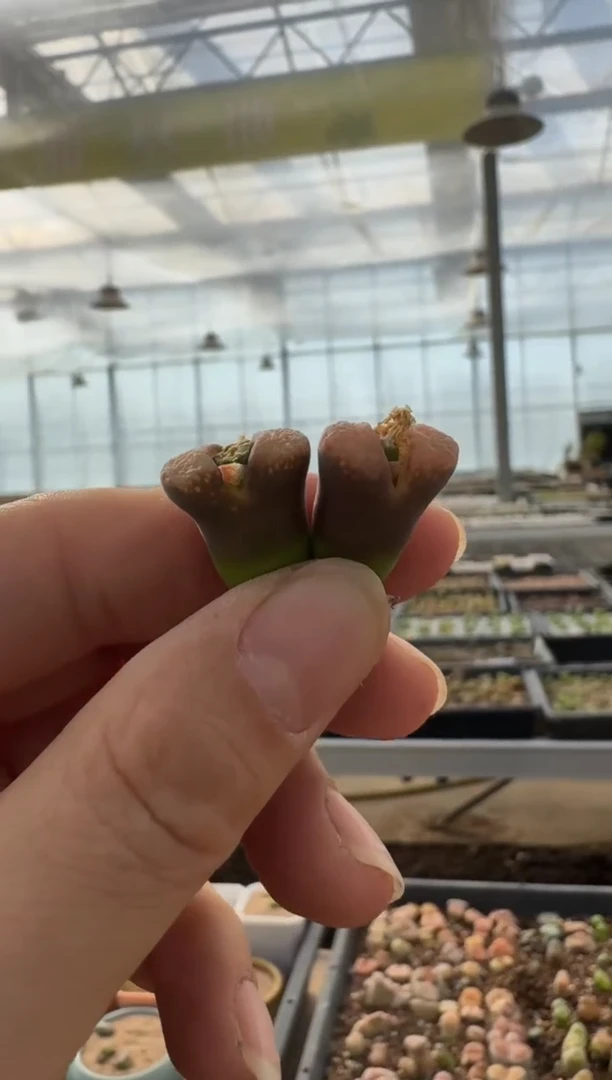 【闪购商品】7-332