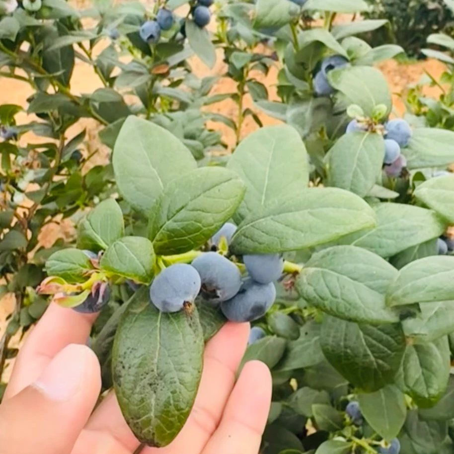 云南高山L25花香蓝莓