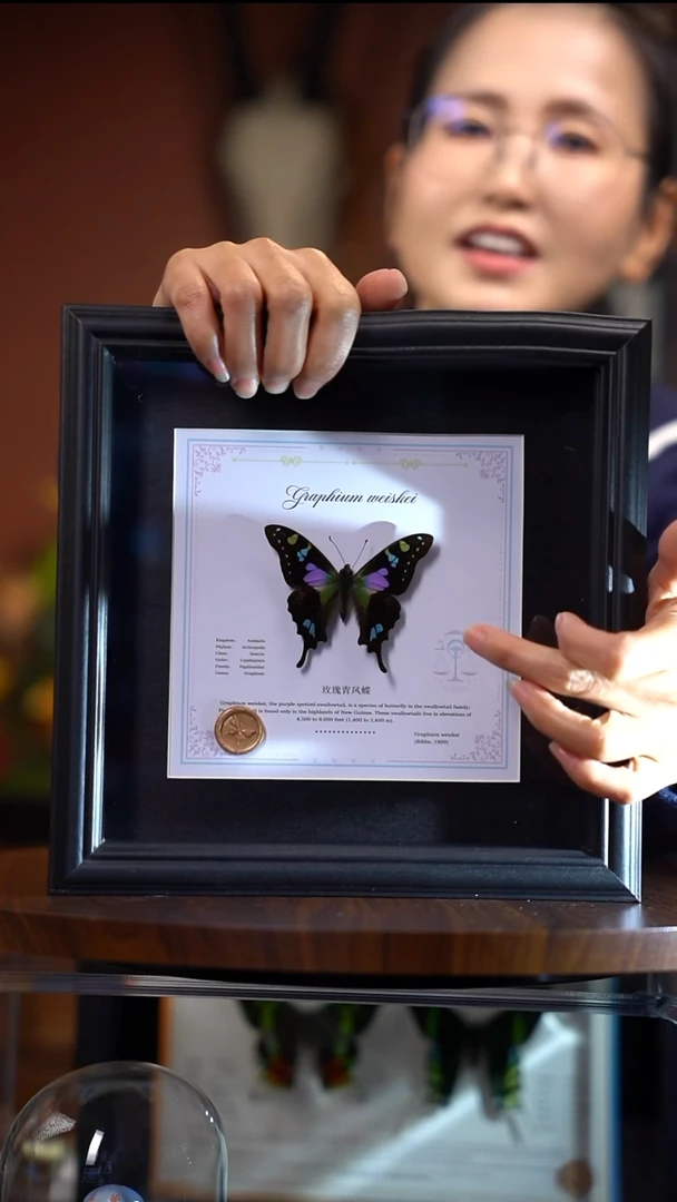 N896玫瑰青凤蝶8寸欧式方框