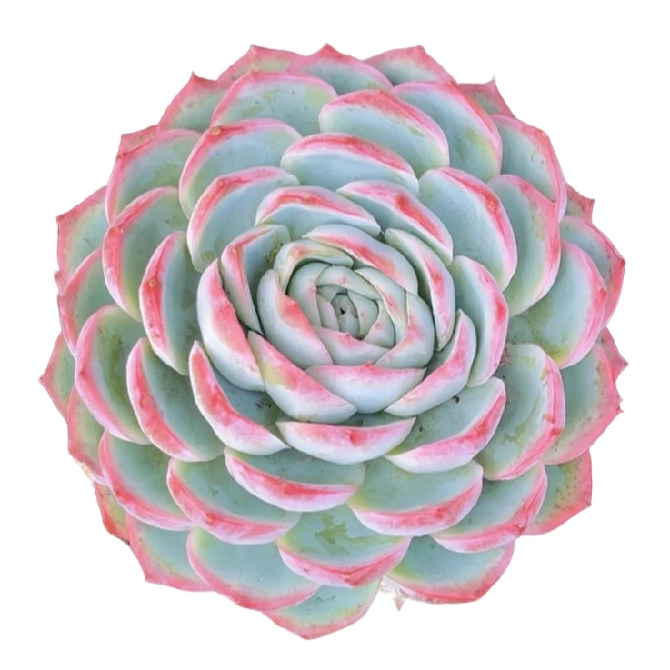 大单头侧影多肉【满19包邮】