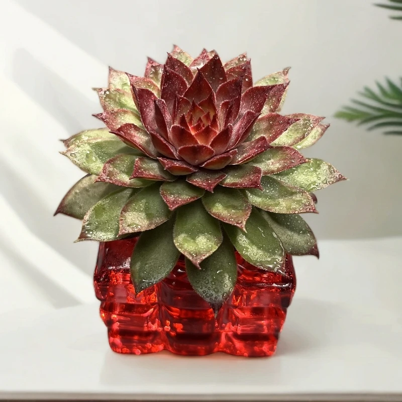 【②号】无土多肉--红钻SP（1颗/含红色冰晶盆）
