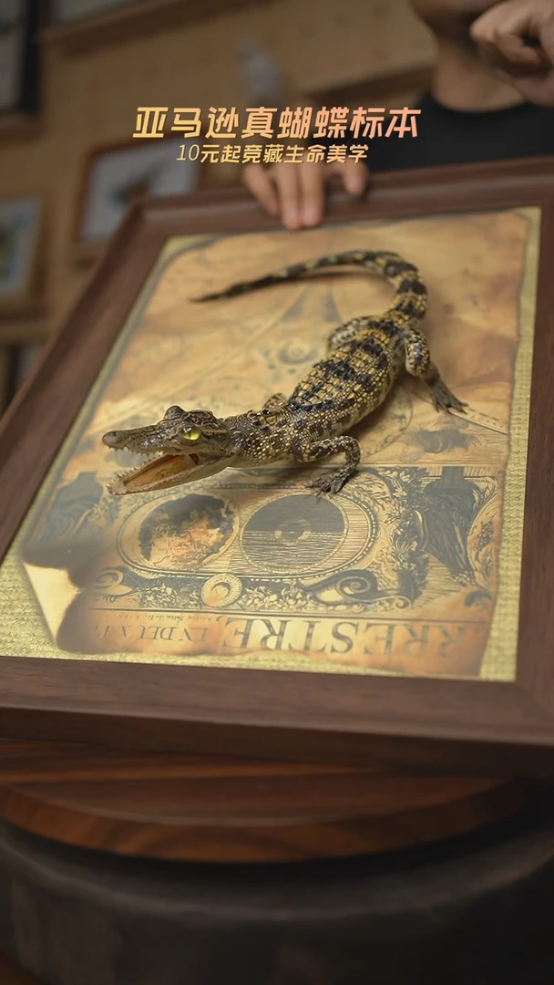 有机玻璃暹罗鳄标本C型尾巴