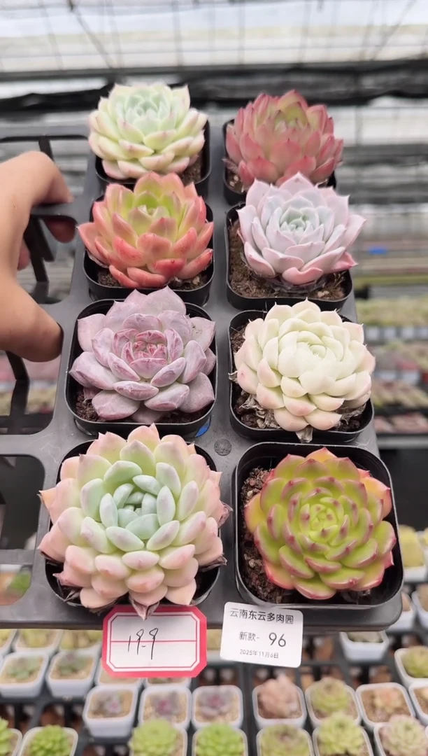 东云多肉园新款-96