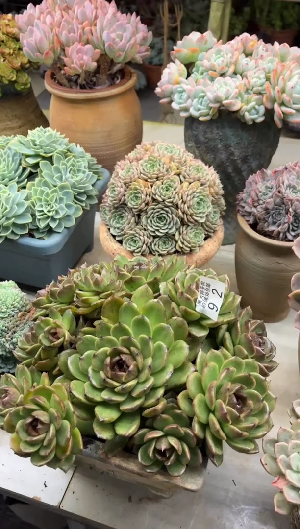 幸****子黑大帅多肉92溜溜球