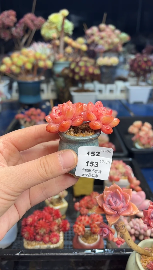 【闪购商品】152带盆