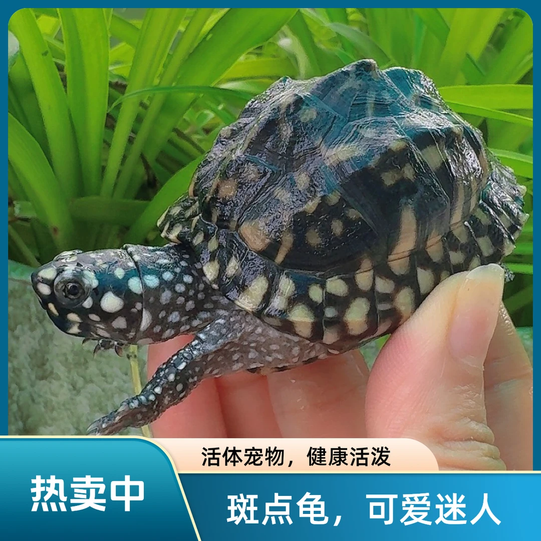 观赏龟 深水龟水族宠物龟 高背基因斑点狗水龟