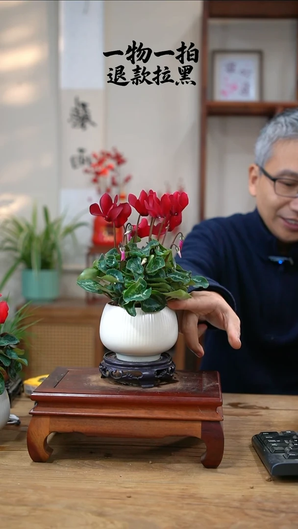 完全开放芬*仙客来351