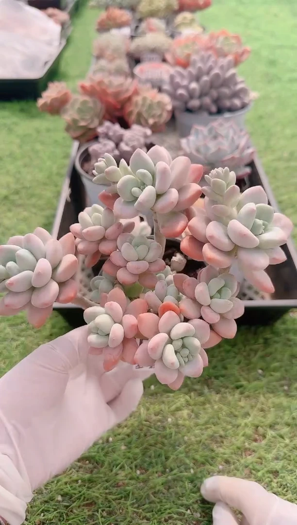 【闪购商品】梦会多肉一物一拍