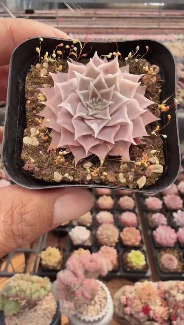 东云多肉园新款-139