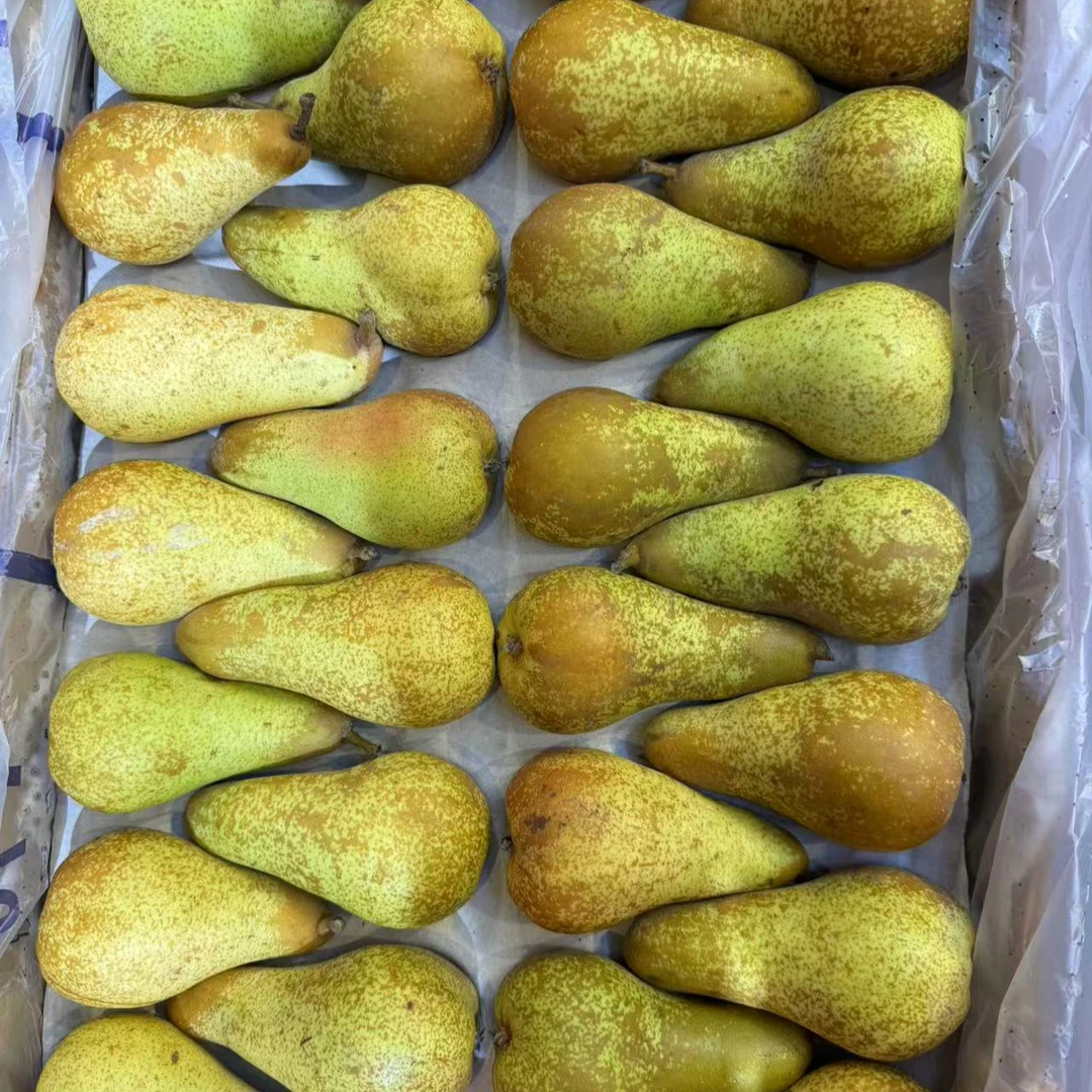 【果叔源选】荷兰啤梨 6颗/12颗收到放1-2天微软口感更佳 顺丰包邮