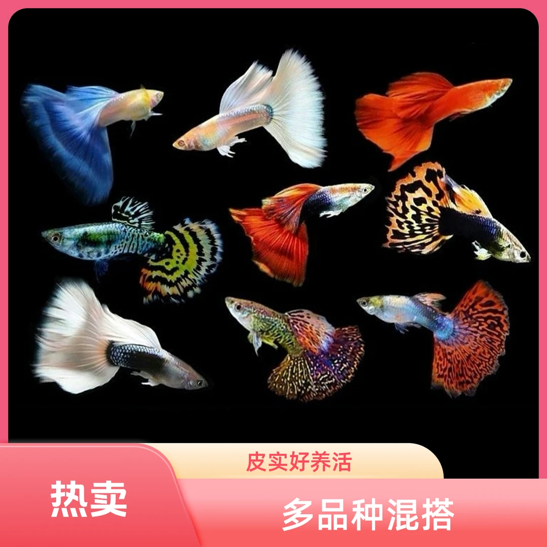 观赏孔雀鱼活体多品种混搭好养耐活适合新手饲养