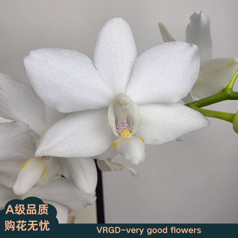 VRGD蝴蝶兰【白精灵】室内高端盆栽昆明基地直发
