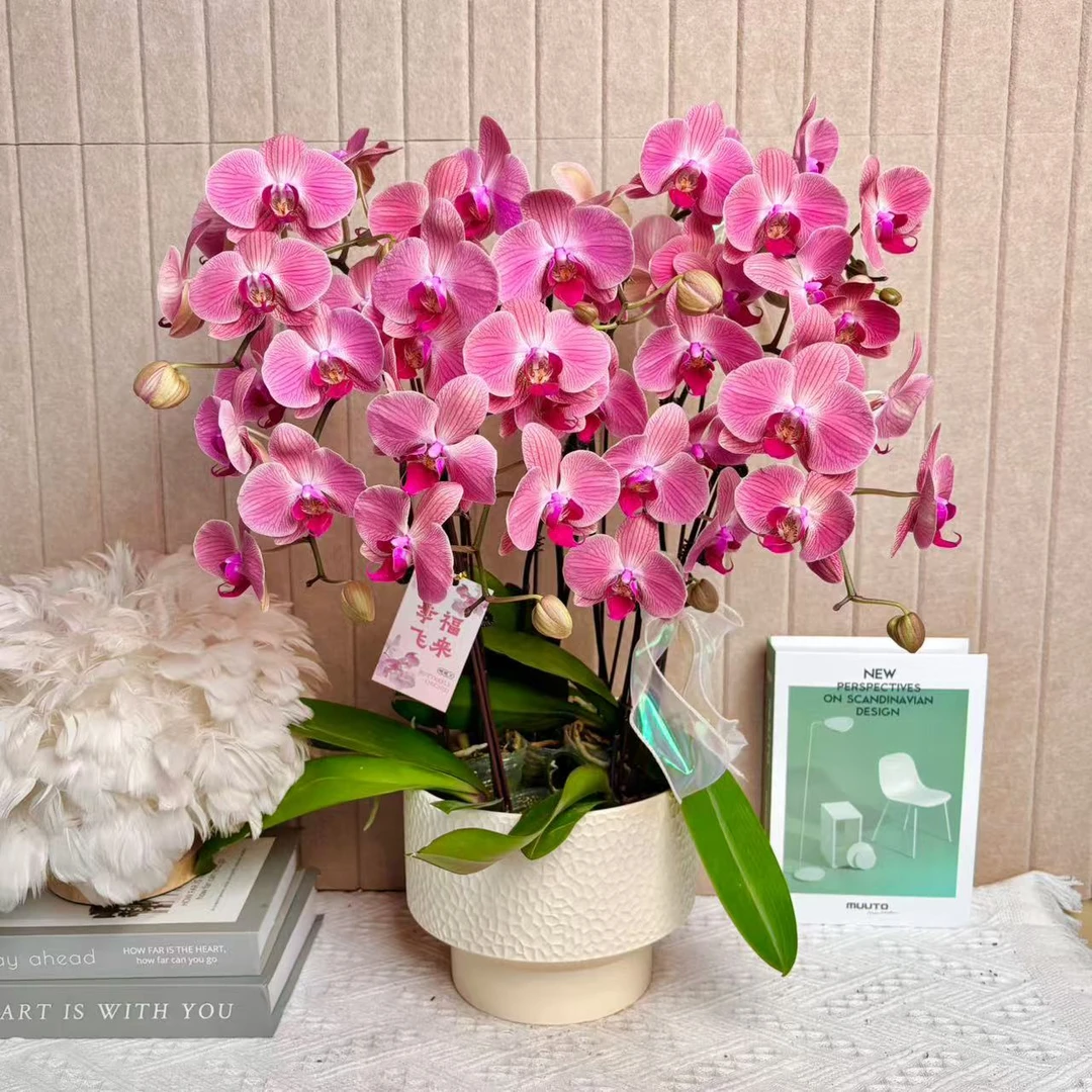 花掌柜恋恋笔记 蝴蝶兰 乔迁送人礼品花 室内精品观赏 真花