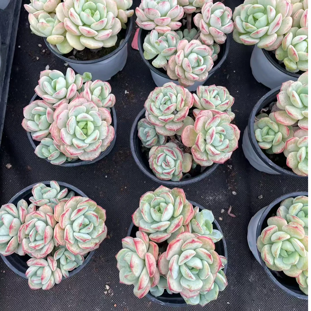 多头香草(默认有砍)，多肉植物。以直播间展示为主