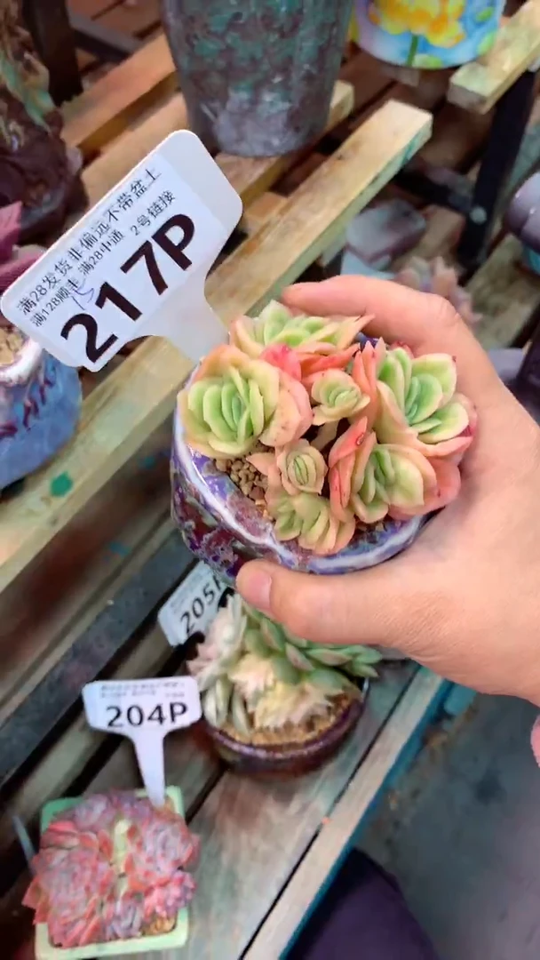 217P  (一物一拍实付满28发货，默认不带盆土）