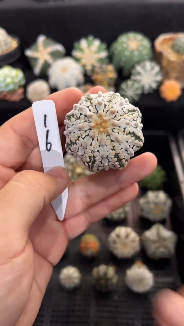 不含盆土实生编码16
