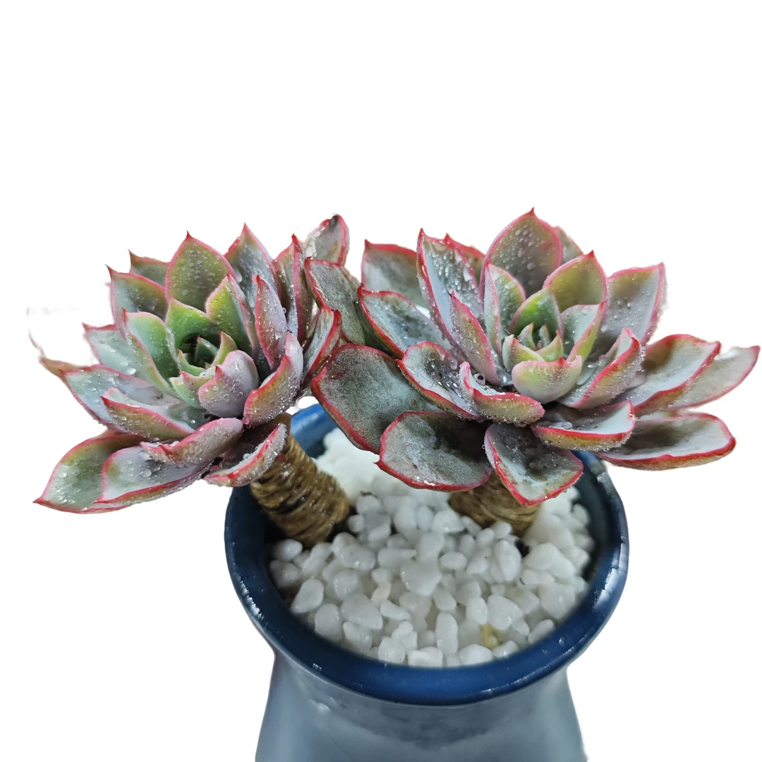 老庄赫拉植物盆栽创意绿植懒人好养阳台花卉