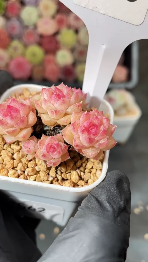 4-13 暗纹麦秆群3-4厘米不包整散 量拍发一颗