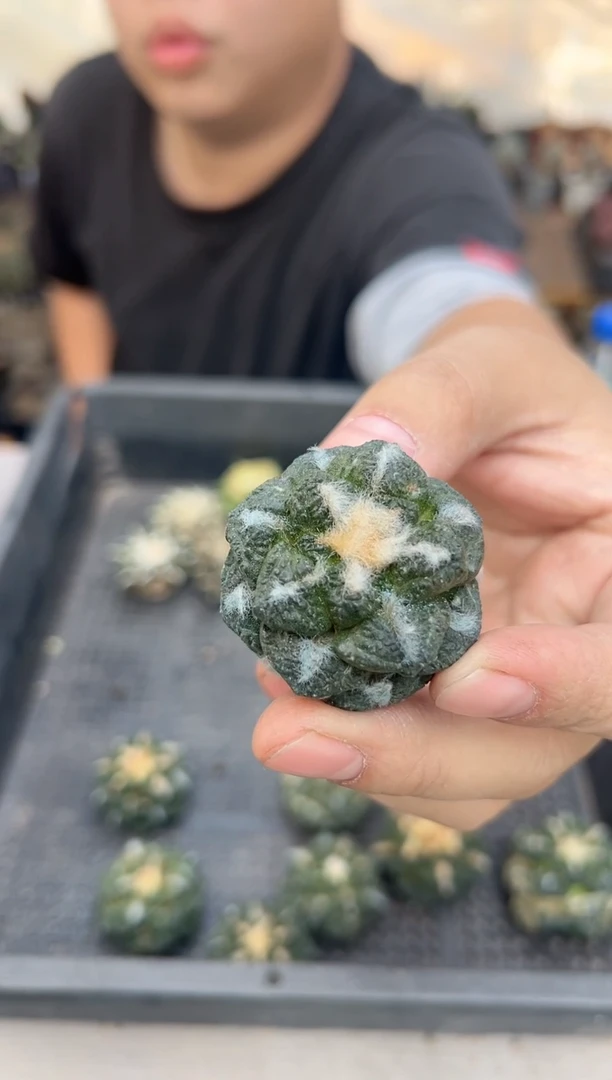 【闪购商品】无根龟甲牡丹福利4公分