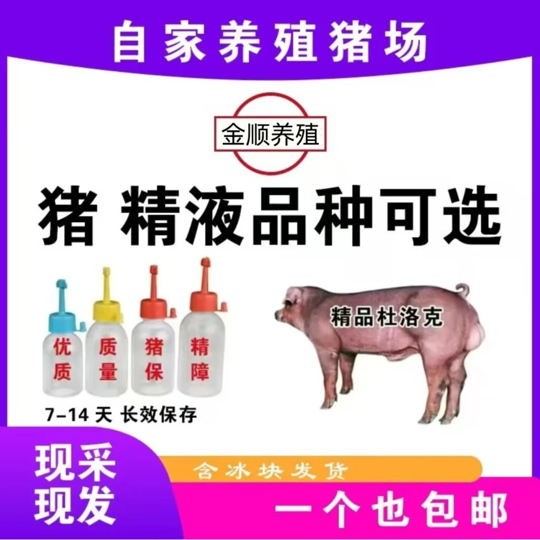 杜洛克猪精猪用一次性输精管