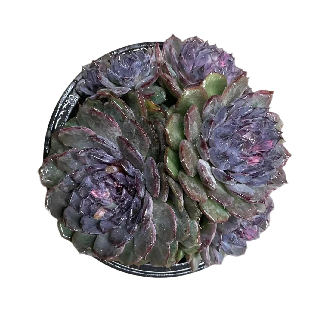 精品蓝莓 多肉植物（满18包邮 直播间展示为准）