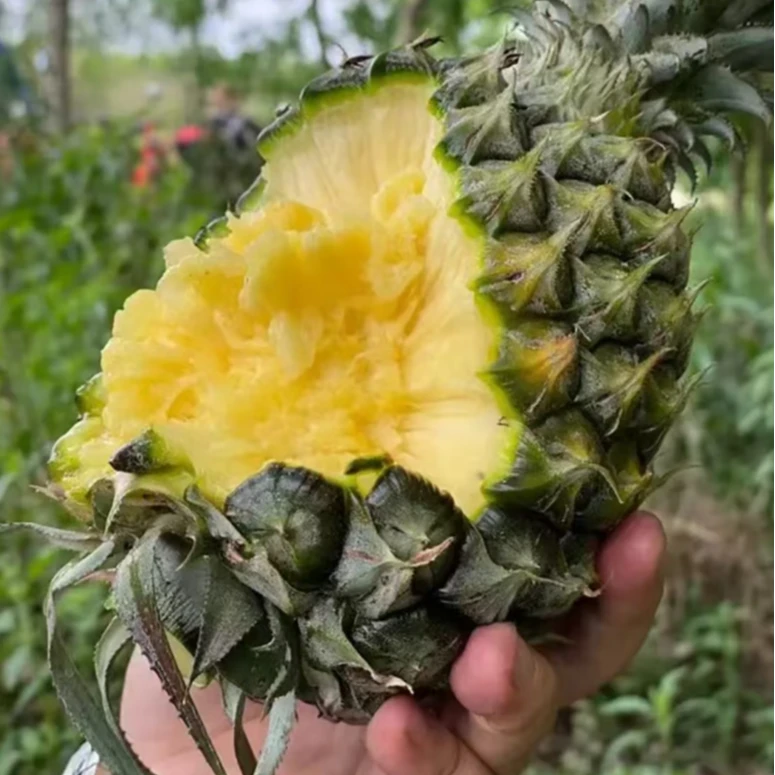 正宗海南琼海手撕凤梨绿皮直接吃的手撕钖尽箏尖梨产地直发