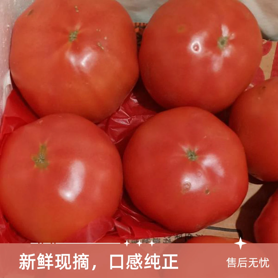 北砖井温室大棚水果西红柿番茄同城配