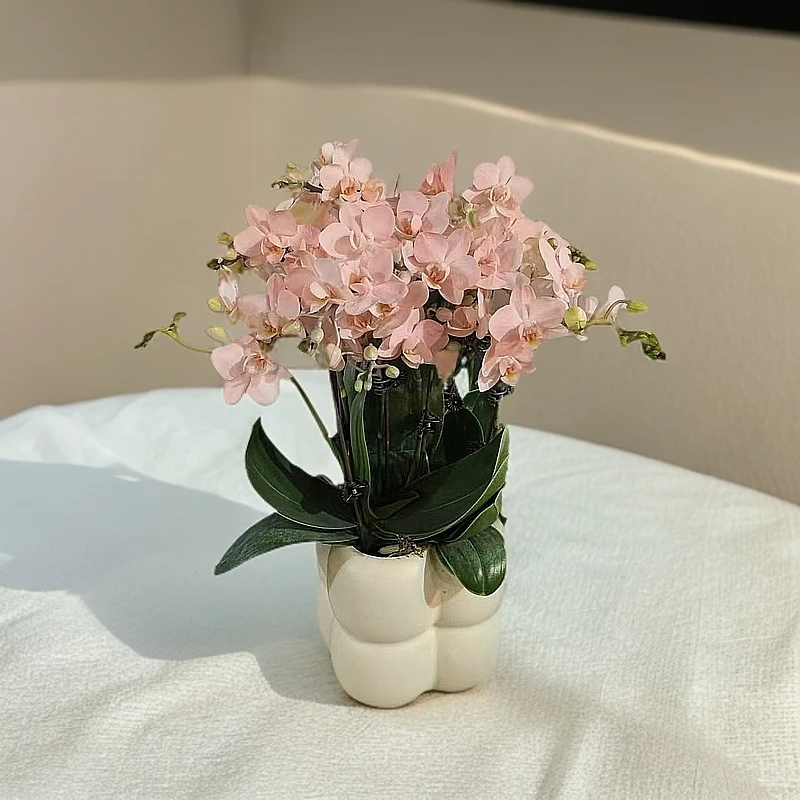 【棉花糖】马卡龙色系蝴蝶兰 创意 好养花期长喷色工艺基地直发