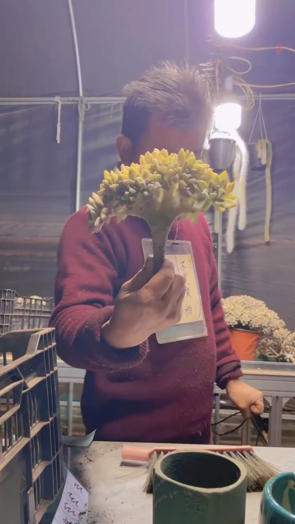 214淡雪缀化一物一拍
