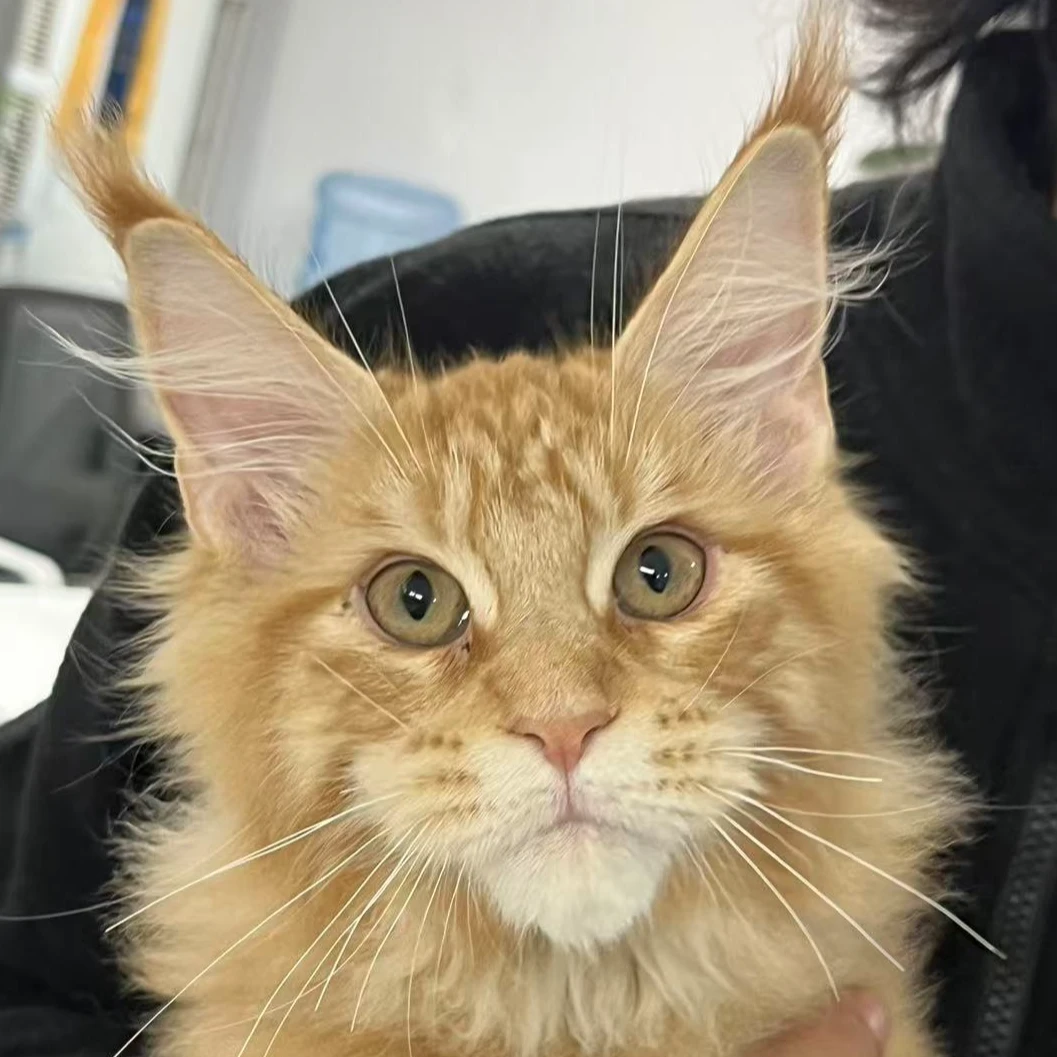 来了姊妹-红虎斑缅因猫 弟弟 14