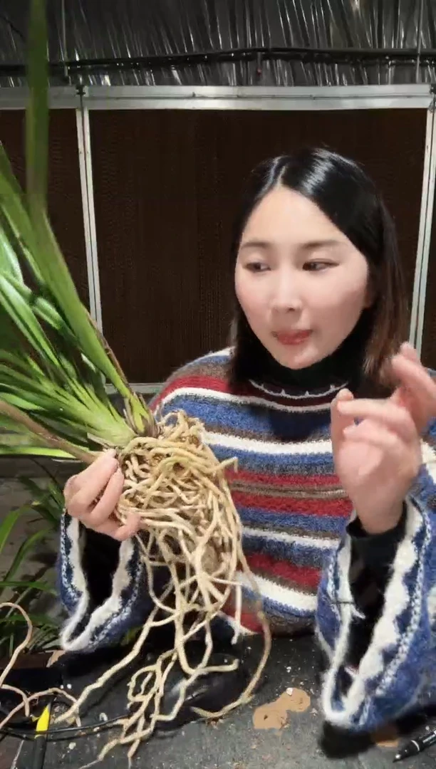 全部花朵紫元素2苗带花苞