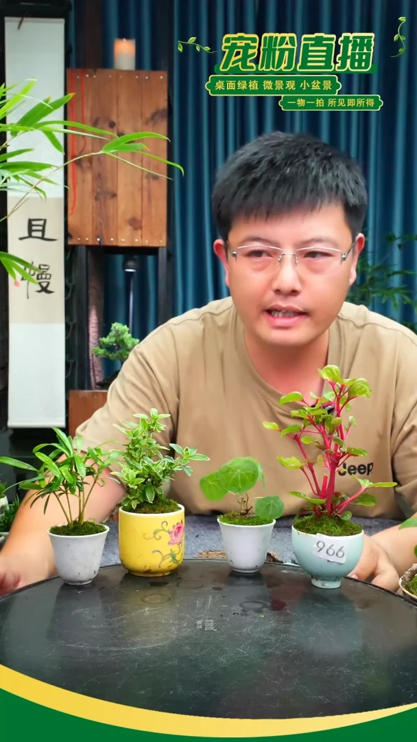无花朵李*呀苔藓微景观966号