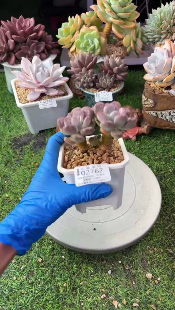 昆明印象多肉02762