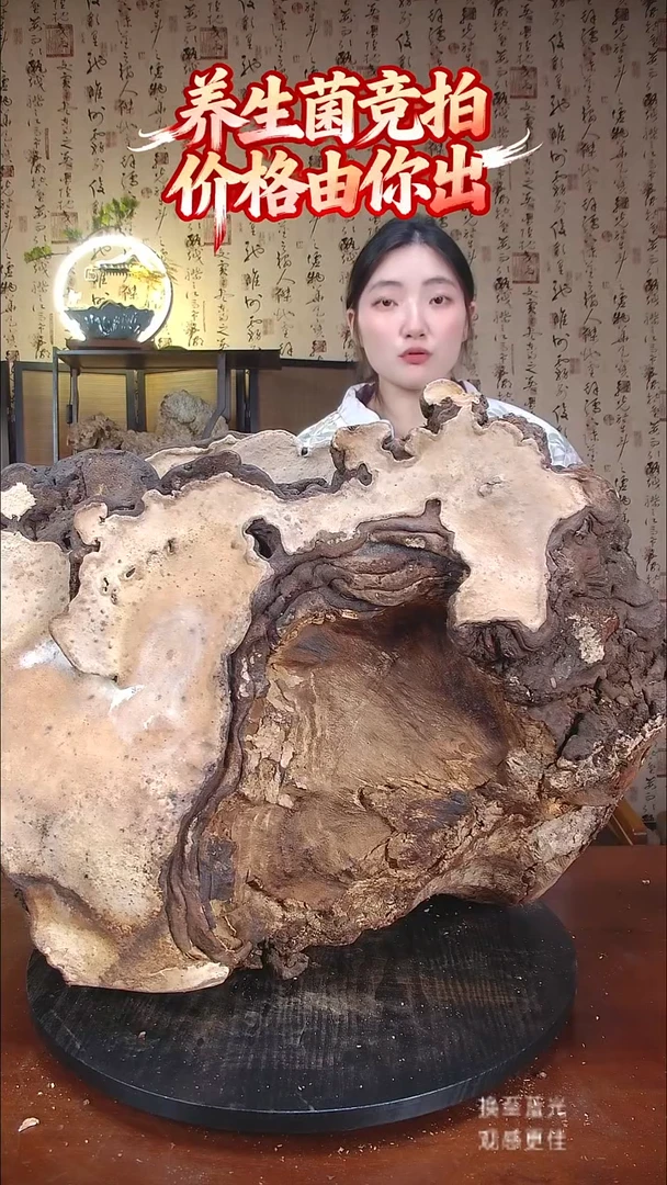 红缘拟层孔菌中国大陆【藏区野生】红缘树舌（52斤）700-800年份