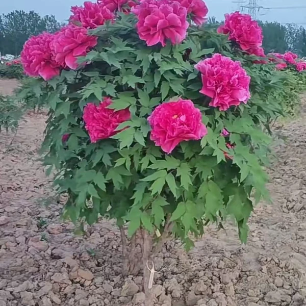 【飞燕凌空】 菏泽精品十年牡丹 先发肥料秋季发苗 紫色系