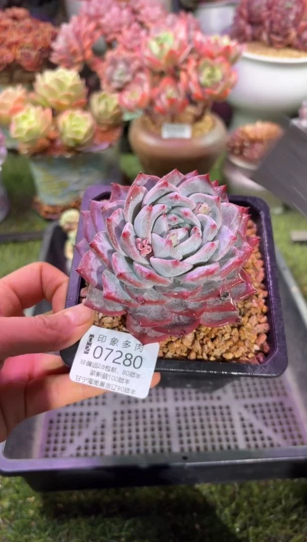 【闪购商品】07280