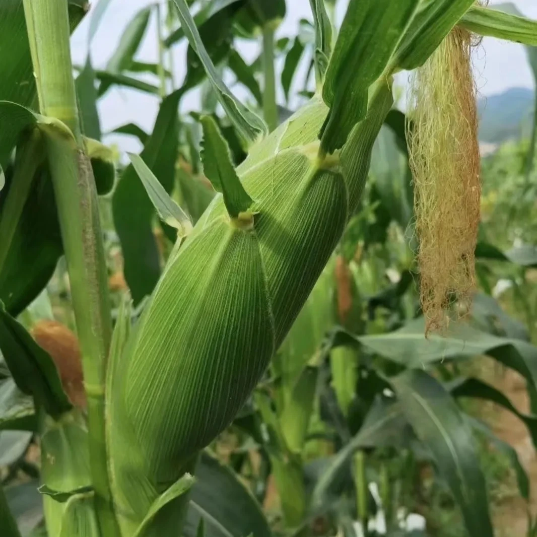 水果甜玉米新鲜可生吃清甜榨汁蒸煮美味早餐自销现摘先发农家自种