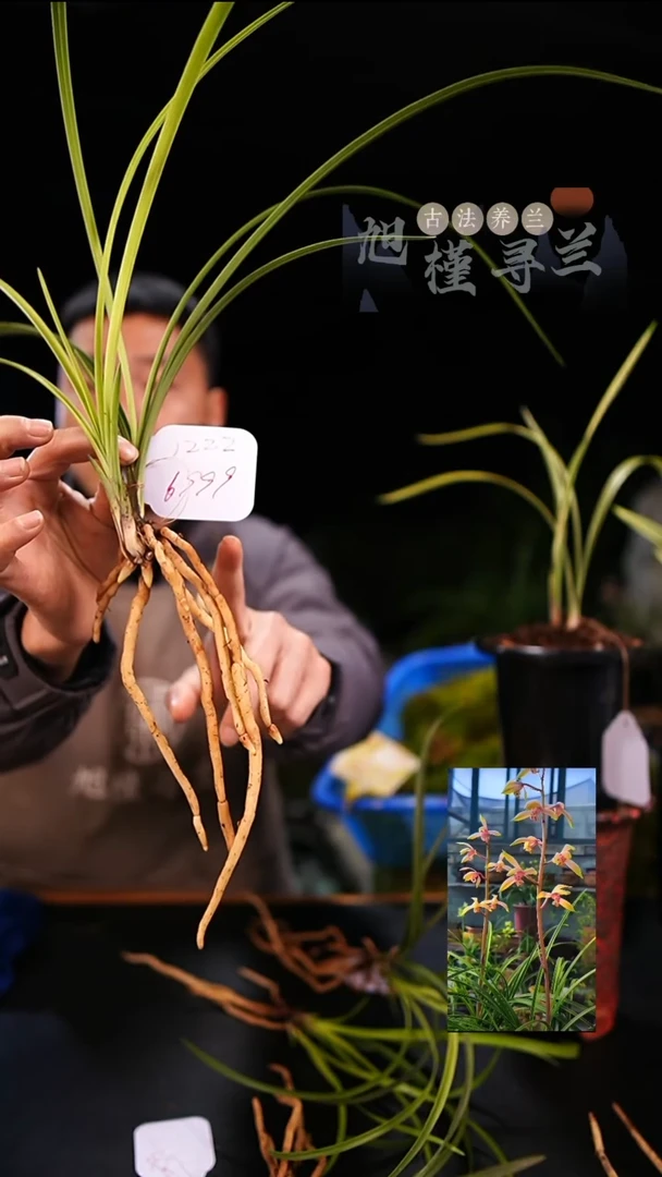当前无花栽培后可以开花大**沙蕙兰塞胭脂（子母两苗）
