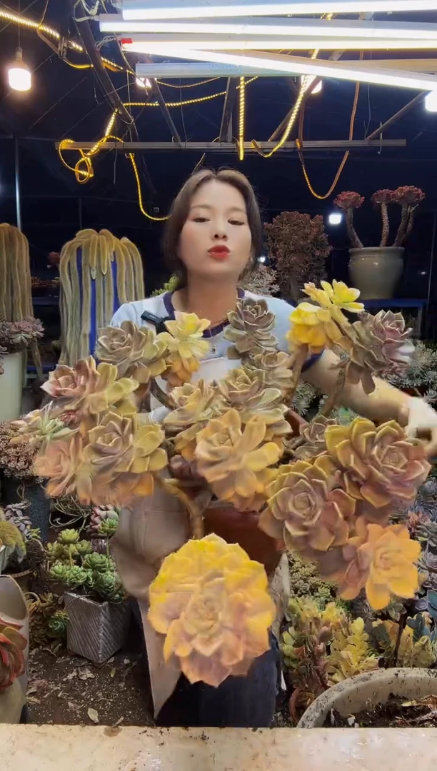 紫乐锦5号一物一拍带盆（物流自理）