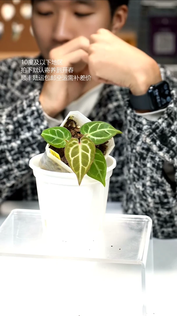 完全开放铜锣烧 x K红
