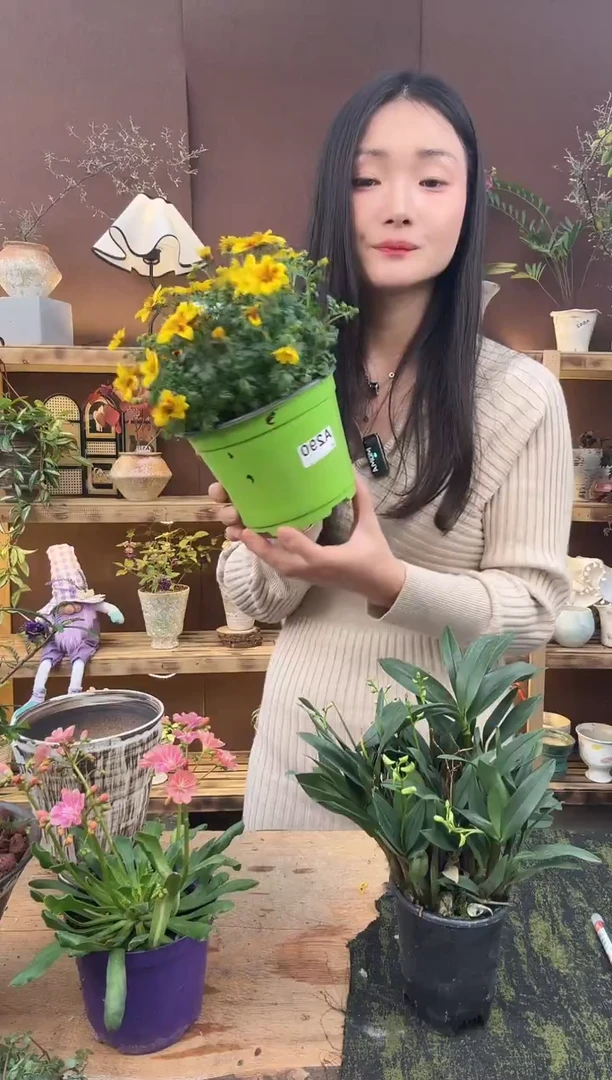 无花朵鬼针草育苗盆290