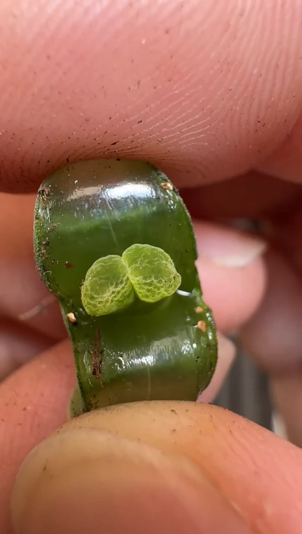 【闪购商品】2/4-194